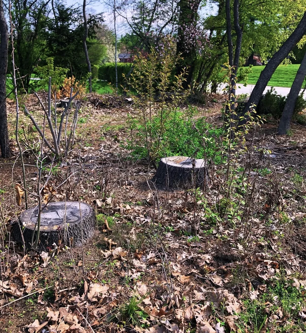 Brush and leaf-covered yard area before cleanup work