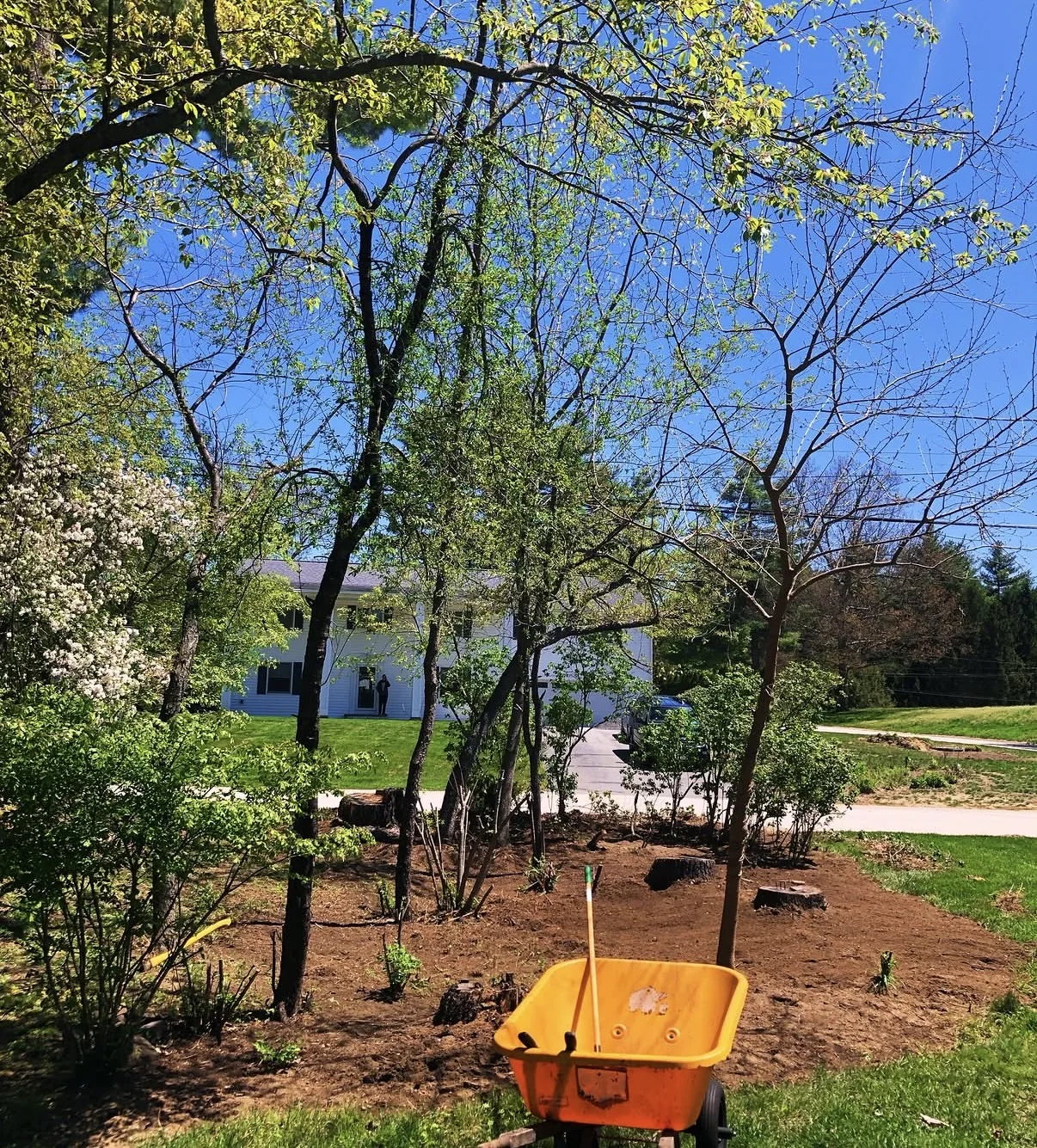 Yard cleanup area with wheelbarrow, shrubs, and fresh soil