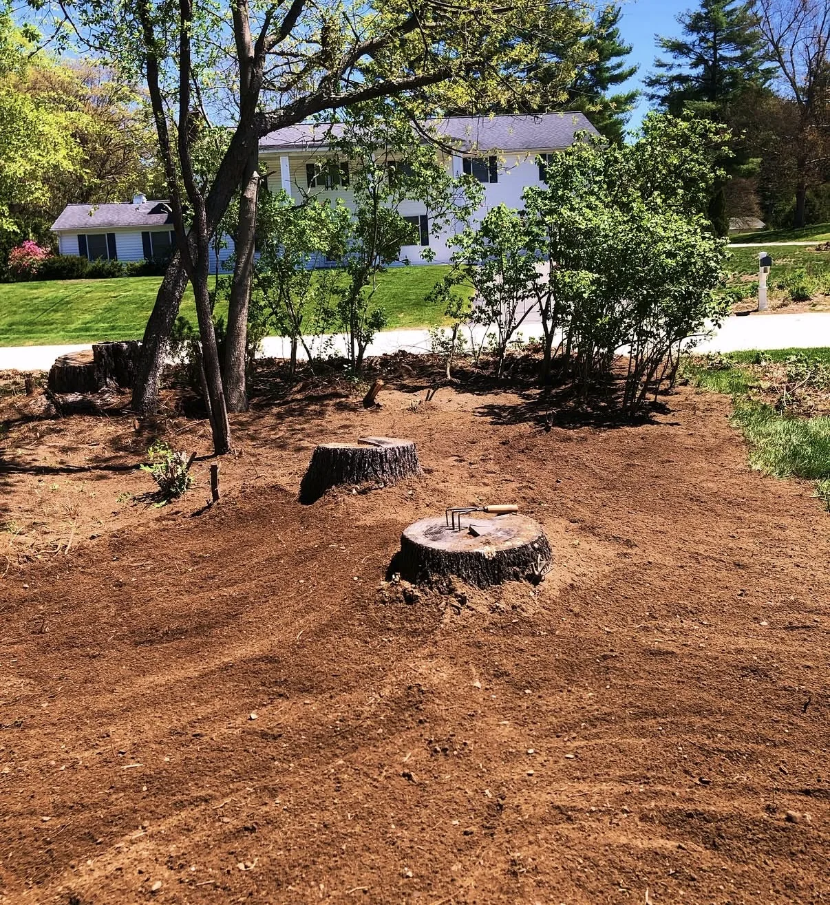 Freshly cleared wooded yard area with stumps and clean ground