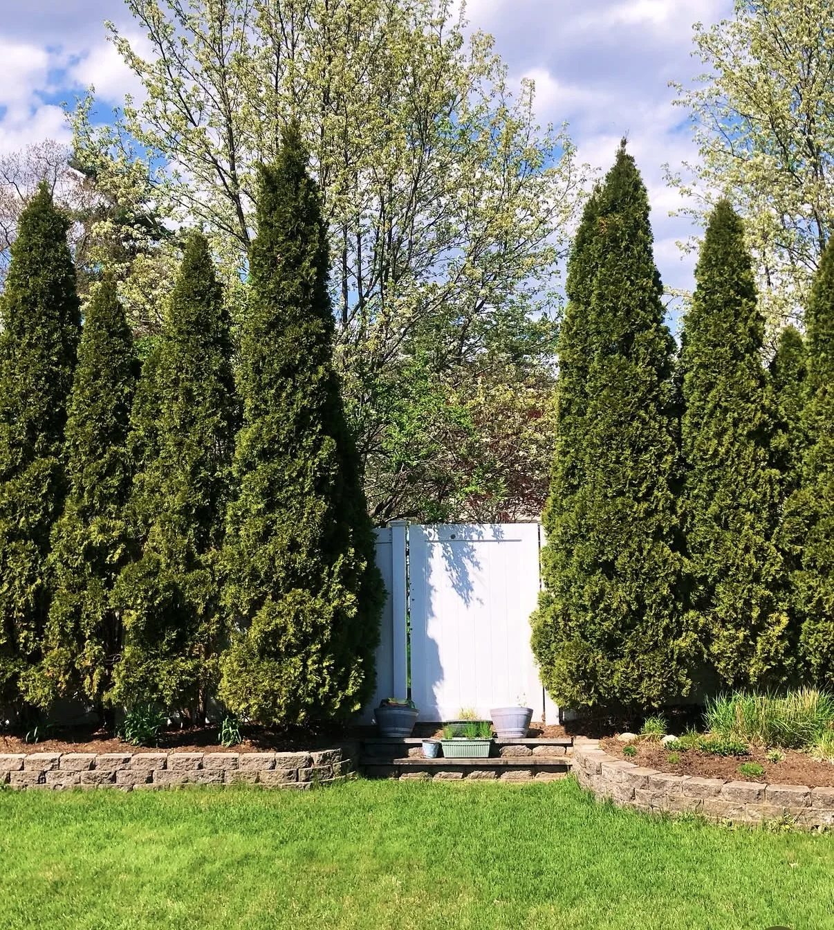 Green lawn with evergreen privacy trees and stone garden beds