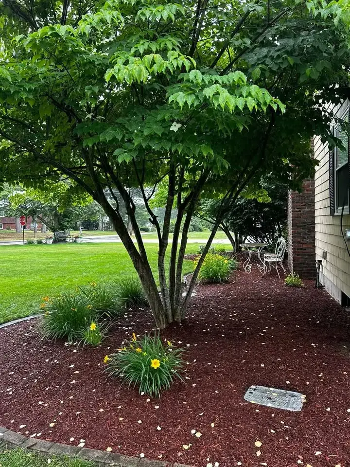Large mulched garden bed around a mature tree