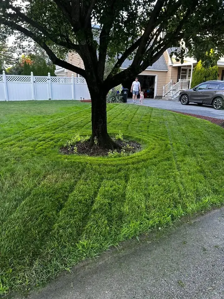 Freshly mowed lawn surrounding a mature tree